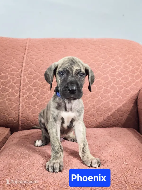 Pheonix – Great Dane puppy for sale in Elkton, KY