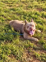 Tyler Full Fluffy, a male French Bulldog for sale in Elkton, KY – 2 of 6