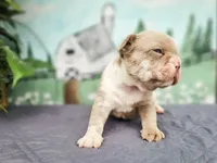 Easton, a male French Bulldog for sale in Elkton, KY – 2 of 3