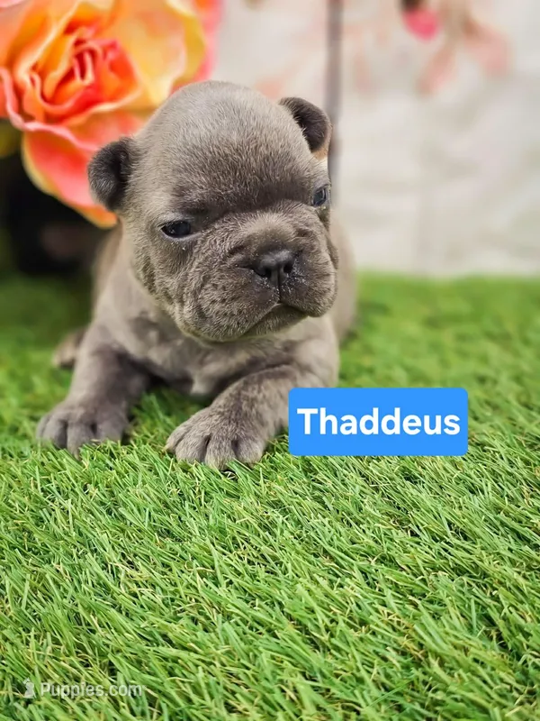 Thaddeus