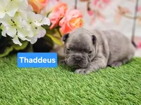 Thaddeus, a male French Bulldog for sale in Elkton, KY – Photo 2 of 2