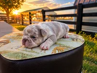 Kingston, a male French Bulldog for sale in Elkton, KY – 2 of 3