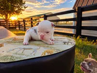 Bentley, a male French Bulldog for sale in Elkton, KY – 3 of 3