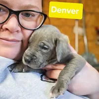 Denver, a male Great Dane for sale in Elkton, KY – Photo 7 of 7