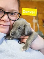 Denver, a male Great Dane for sale in Elkton, KY – Photo 2 of 3