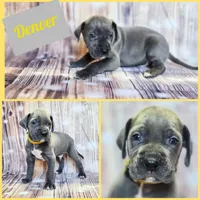 Denver, a male Great Dane for sale in Elkton, KY – Photo 4 of 7