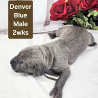 Denver, a male Great Dane for sale in Elkton, KY – Photo 5 of 7