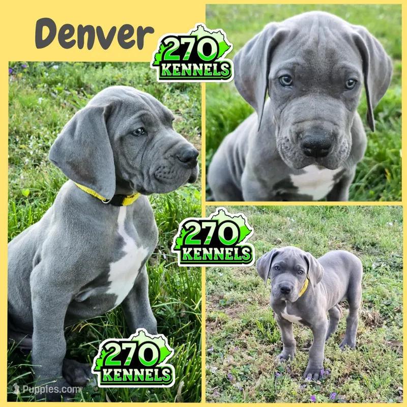 Denver – Great Dane puppy for sale in Elkton, KY