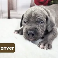 Denver, a male Great Dane for sale in Elkton, KY – Photo 6 of 7