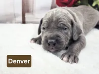 Denver, a male Great Dane for sale in Elkton, KY – Photo 1 of 3