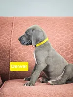 Denver, a male Great Dane for sale in Elkton, KY – Photo 3 of 7
