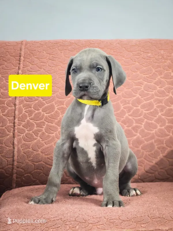 Denver – Great Dane puppy for sale in Elkton, KY