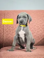 Denver, a male Great Dane for sale in Elkton, KY – Photo 2 of 7