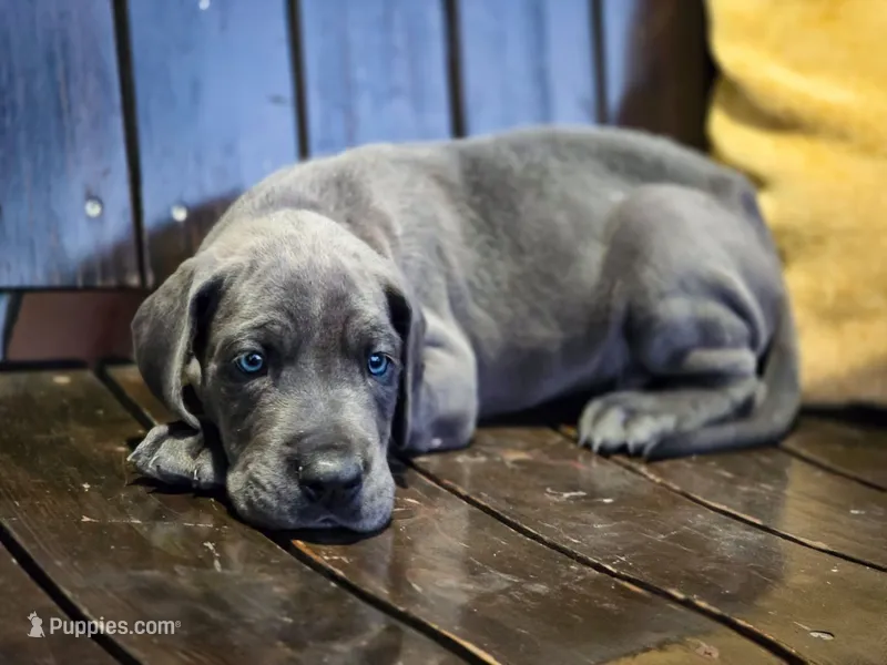 Hendricks – Great Dane puppy for sale in Elkton, KY