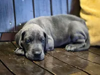 Hendricks, a male Great Dane for sale in Elkton, KY – 1 of 5