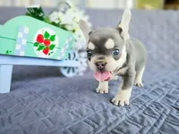 Jackson, a male French Bulldog for sale in Elkton, KY – 2 of 4