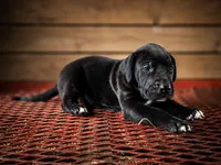 Sadie, a female Great Dane for sale in Elkton, KY – 2 of 2