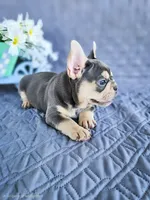 Moonlight , a male French Bulldog for sale in Elkton, KY – 4 of 4