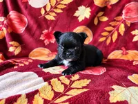 Autumn, a female French Bulldog for sale in Elkton, KY – 2 of 3