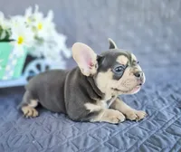 Starlight, a male French Bulldog for sale in Elkton, KY – 4 of 4