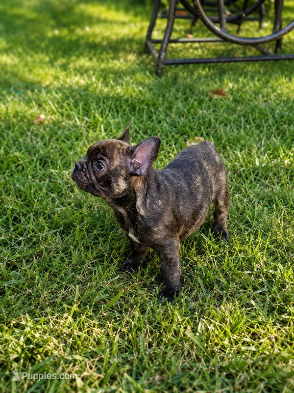 Truffle – French Bulldog puppy for sale in Elkton, KY