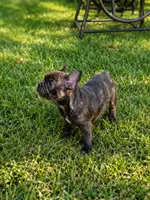 Truffle, a male French Bulldog for sale in Elkton, KY – 1 of 3
