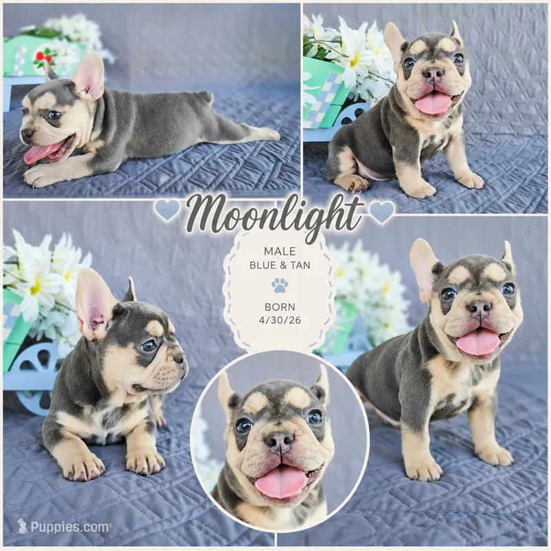 Moonlight  – French Bulldog puppy for sale in Elkton, KY
