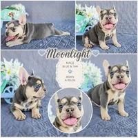 Moonlight , a male French Bulldog for sale in Elkton, KY – 1 of 4