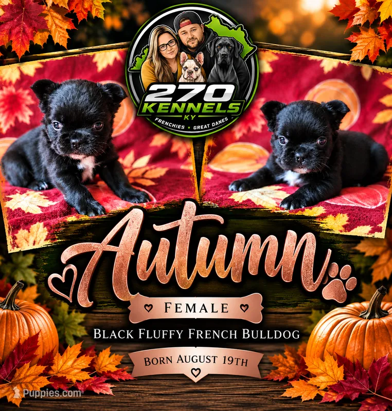 Autumn – French Bulldog puppy for sale in Elkton, KY