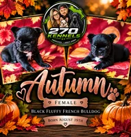 Autumn, a female French Bulldog for sale in Elkton, KY – 1 of 3