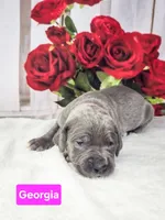 Georgia, a female Great Dane for sale in Elkton, KY – Photo 1 of 3