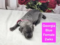 Georgia, a female Great Dane for sale in Elkton, KY – Photo 3 of 3