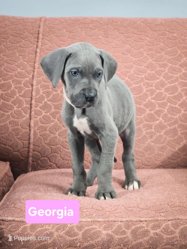 Georgia – Great Dane puppy for sale in Elkton, KY