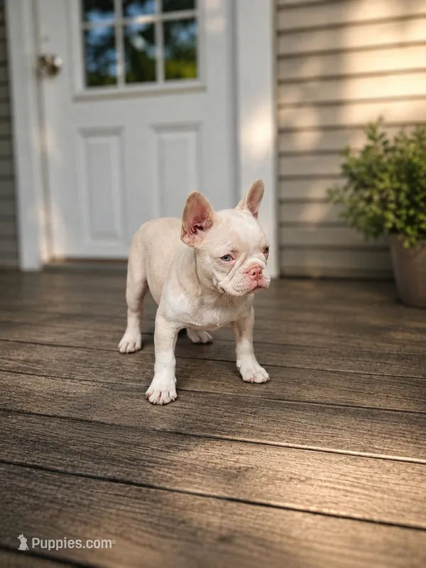 Stallone Pink Husky – French Bulldog puppy for sale in Elkton, KY