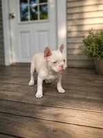 Stallone Pink Husky, a male French Bulldog for sale in Elkton, KY – 1 of 4