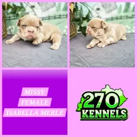 Missy, a female French Bulldog for sale in Elkton, KY – 3 of 3