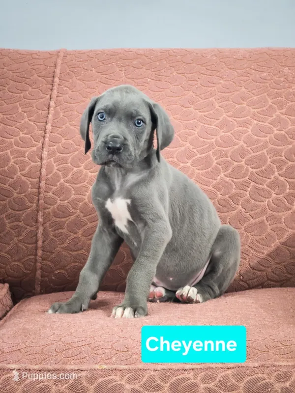 Cheyenne  – Great Dane puppy for sale in Elkton, KY