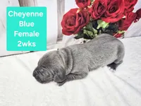 Cheyenne , a female Great Dane for sale in Elkton, KY – Photo 3 of 3