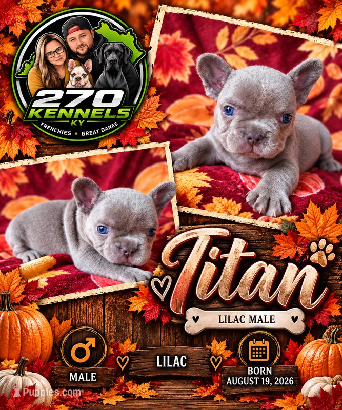 Titan – French Bulldog puppy for sale in Elkton, KY