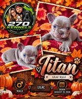 Titan, a male French Bulldog for sale in Elkton, KY – 1 of 3