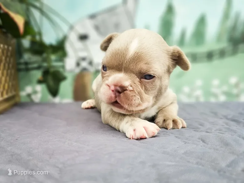 Easton – French Bulldog puppy for sale in Elkton, KY