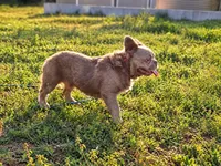 Tyler Full Fluffy, a male French Bulldog for sale in Elkton, KY – 1 of 6