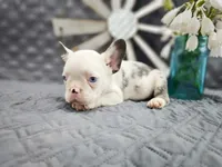 Eastwood, a male French Bulldog for sale in Elkton, KY – 2 of 2