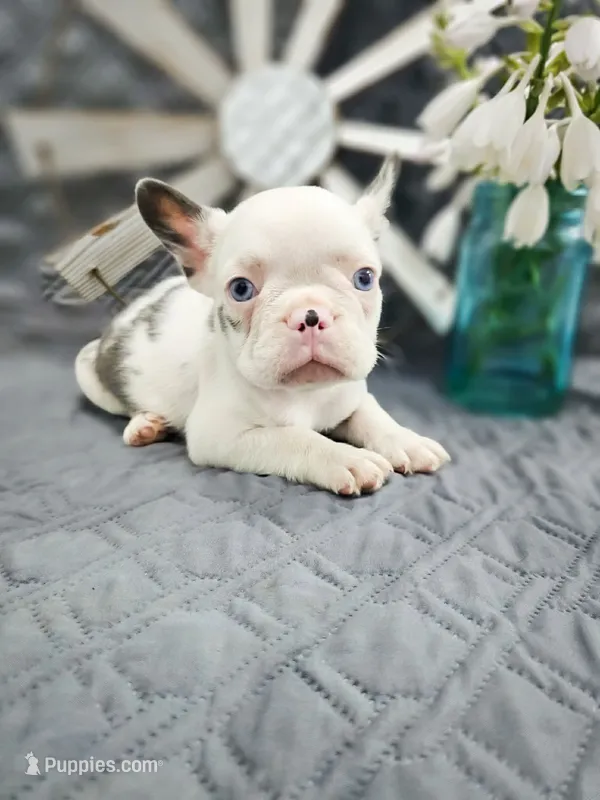 Eastwood – French Bulldog puppy for sale in Elkton, KY
