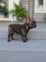 Truffle, a male French Bulldog for sale in Elkton, KY – 3 of 3