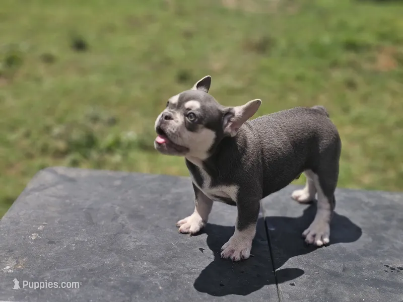 Starlight – French Bulldog puppy for sale in Elkton, KY