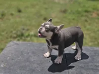 Starlight, a male French Bulldog for sale in Elkton, KY – 1 of 7