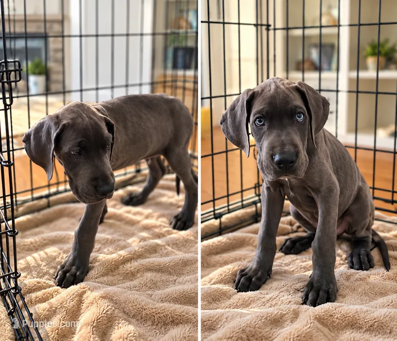 Hendricks – Great Dane puppy for sale in Elkton, KY