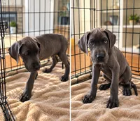 Hendricks, a male Great Dane for sale in Elkton, KY – 3 of 5
