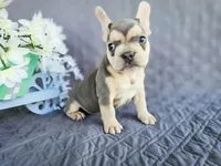 Starlight, a male French Bulldog for sale in Elkton, KY – 2 of 4